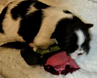 AKC DAISY, a female Shih Tzu for sale in Jacksonville, FL – Photo 5 of 7