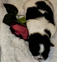 AKC DAISY, a female Shih Tzu for sale in Jacksonville, FL – Photo 2 of 7