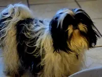 AKC DAISY, a female Shih Tzu for sale in Jacksonville, FL – Photo 7 of 7