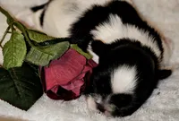 AKC DAISY, a female Shih Tzu for sale in Jacksonville, FL – Photo 3 of 7