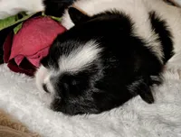 AKC CHLOE, a female Shih Tzu for sale in Jacksonville, FL – Photo 4 of 10