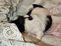 AKC CHLOE, a female Shih Tzu for sale in Jacksonville, FL – Photo 10 of 10