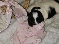 AKC CHLOE, a female Shih Tzu for sale in Jacksonville, FL – Photo 9 of 10