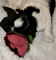 AKC CHLOE, a female Shih Tzu for sale in Jacksonville, FL – Photo 7 of 10