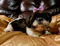 AKC CHLOE, a female Shih Tzu for sale in Jacksonville, FL – Photo 6 of 10