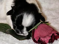 AKC CHLOE, a female Shih Tzu for sale in Jacksonville, FL – Photo 1 of 10