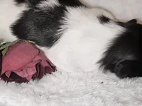 AKC CHLOE, a female Shih Tzu for sale in Jacksonville, FL – Photo 8 of 10