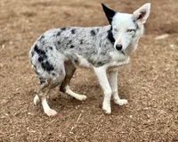 Chocolate merle Male , a male Australian Kelpie and Border Collie for sale in Vancouver, WA – Photo 5 of 8