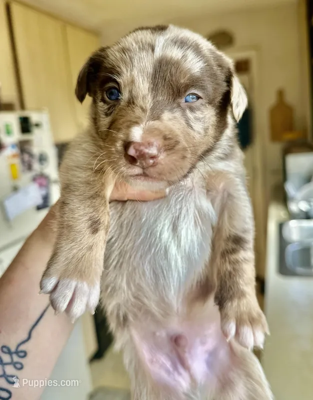 Chocolate merle Male  – Australian Kelpie, Border Collie puppy for sale in Vancouver, WA