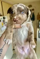 Chocolate merle Male , a male Australian Kelpie and Border Collie for sale in Vancouver, WA – Photo 2 of 8