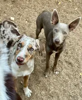 ODIN , a male Australian Kelpie and Border Collie for sale in Vancouver, WA – 4 of 10