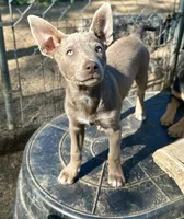 Solid Fawn Female , a female Australian Kelpie and McNab Shepherd for sale in Vancouver, WA – 5 of 10