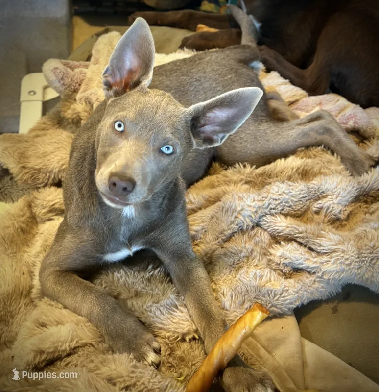 Solid Fawn Female  – Australian Kelpie, McNab Shepherd puppy for sale in Vancouver, WA