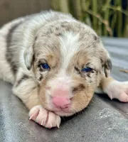Red Merle Male Blue eyes, a male Australian Kelpie and Border Collie for sale in Vancouver, WA – Photo 1 of 7