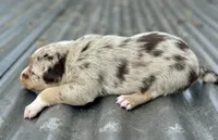 Red Merle Male Blue eyes, a male Australian Kelpie and Border Collie for sale in Vancouver, WA – Photo 6 of 7
