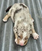 Red Merle Male Blue eyes, a male Australian Kelpie and Border Collie for sale in Vancouver, WA – Photo 4 of 7