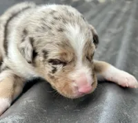 Red Merle Male Blue eyes, a male Australian Kelpie and Border Collie for sale in Vancouver, WA – Photo 2 of 7