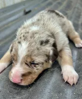 Red Merle Male Blue eyes, a male Australian Kelpie and Border Collie for sale in Vancouver, WA – Photo 5 of 7