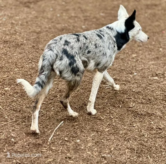 Blue Merle Male  – Australian Kelpie, Border Collie puppy for sale in Vancouver, WA