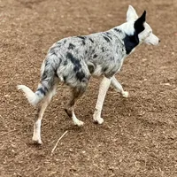 Red Merle Male Blue eyes, a male Australian Kelpie and Border Collie for sale in Vancouver, WA – Photo 7 of 7