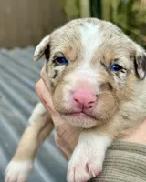 Red Merle Male Blue eyes, a male Australian Kelpie and Border Collie for sale in Vancouver, WA – Photo 3 of 7