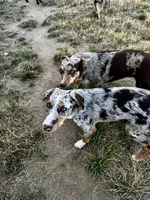 ODIN , a male Australian Kelpie and Border Collie for sale in Vancouver, WA – 3 of 10