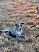 ODIN , a male Australian Kelpie and Border Collie for sale in Vancouver, WA – 5 of 10