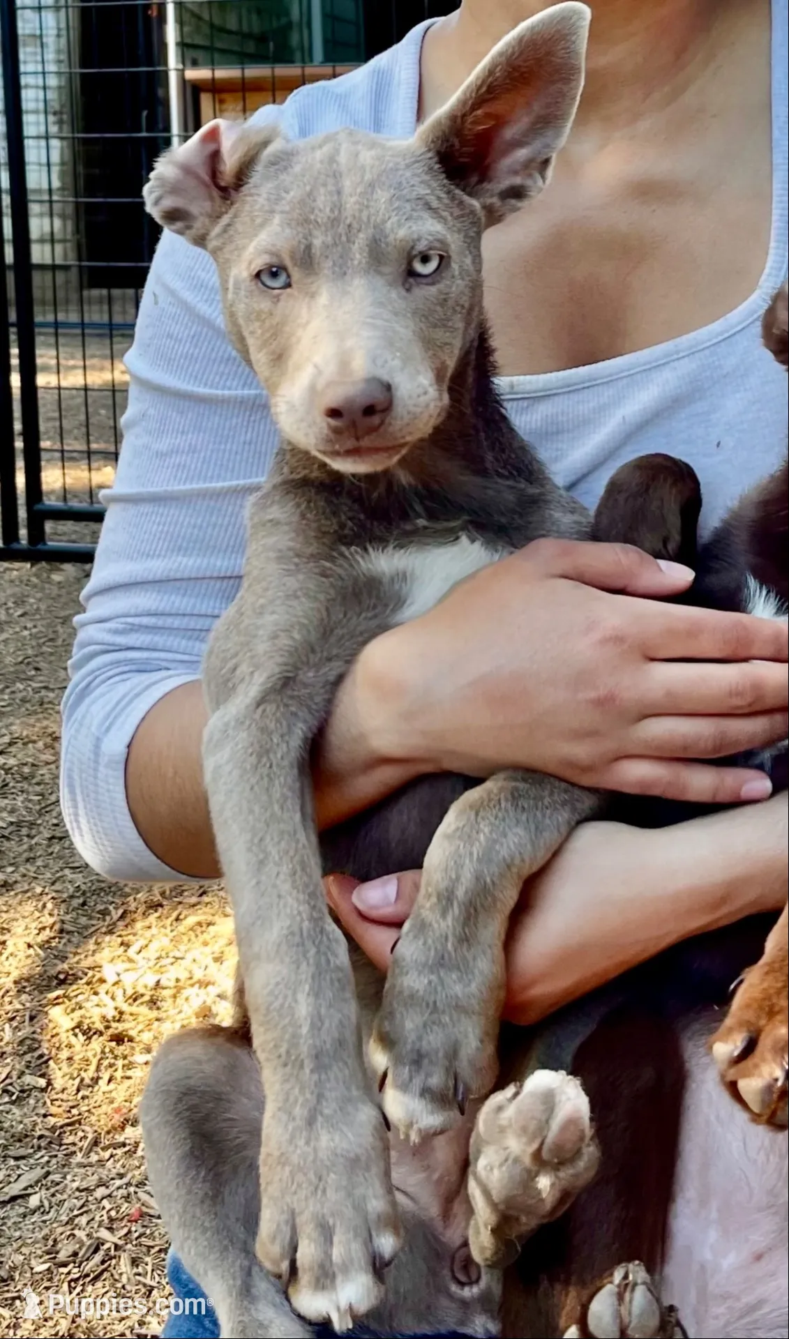 Solid Fawn Female , a female Australian Kelpie and McNab Shepherd for sale in Vancouver, WA – 4 of 10