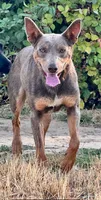 Solid Fawn Female , a female Australian Kelpie and McNab Shepherd for sale in Vancouver, WA – 10 of 10