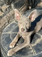 Solid Fawn Female , a female Australian Kelpie and McNab Shepherd for sale in Vancouver, WA – 3 of 10