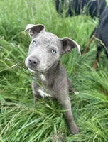 Solid Fawn Female , a female Australian Kelpie and McNab Shepherd for sale in Vancouver, WA – 2 of 10