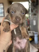 Fawn male , a male Australian Kelpie and McNab Shepherd for sale in Vancouver, WA – Photo 4 of 9