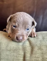 Fawn male , a male Australian Kelpie and McNab Shepherd for sale in Vancouver, WA – Photo 6 of 9