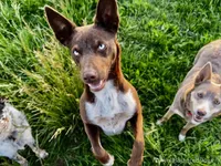 Fawn male , a male Australian Kelpie and McNab Shepherd for sale in Vancouver, WA – Photo 5 of 9