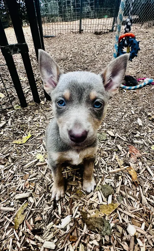 Fawn female – Australian Kelpie, McNab Shepherd puppy for sale in Vancouver, WA