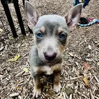 Fawn female, a female Australian Kelpie and McNab Shepherd for sale in Vancouver, WA – Photo 1 of 6