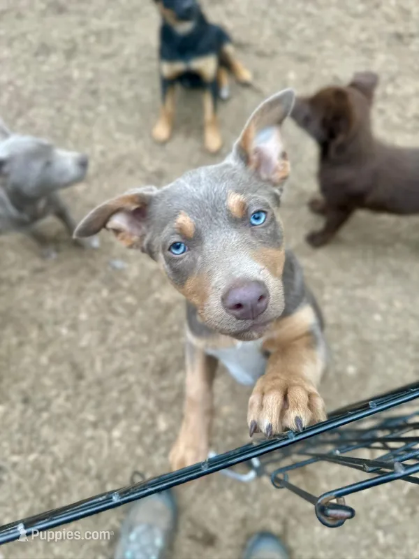 Fawn/ tan tri female  – Australian Kelpie, McNab Shepherd puppy for sale in Vancouver, WA