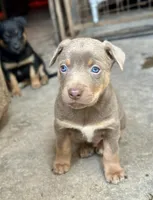 Fawn male , a male Australian Kelpie and McNab Shepherd for sale in Vancouver, WA – Photo 6 of 9