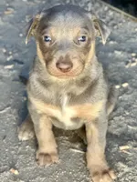 Fawn male , a male Australian Kelpie and McNab Shepherd for sale in Vancouver, WA – Photo 8 of 9