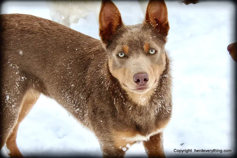 Fawn male  – Australian Kelpie, McNab Shepherd puppy for sale in Vancouver, WA