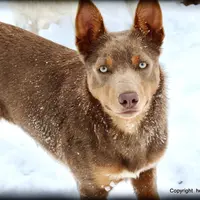 Fawn female, a female Australian Kelpie and McNab Shepherd for sale in Vancouver, WA – Photo 3 of 6