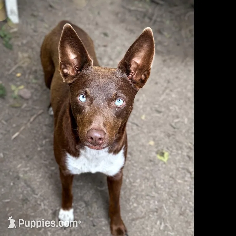 Fawn male , a male Australian Kelpie and McNab Shepherd for sale in Vancouver, WA – Photo 8 of 9