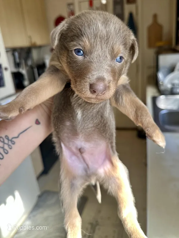 Fawn male  – Australian Kelpie, McNab Shepherd puppy for sale in Vancouver, WA