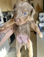 Fawn male , a male Australian Kelpie and McNab Shepherd for sale in Vancouver, WA – Photo 5 of 9