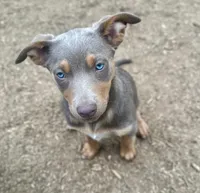 Fawn/ tan tri female , a female Australian Kelpie and McNab Shepherd for sale in Vancouver, WA – 2 of 6