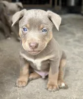 Fawn male , a male Australian Kelpie and McNab Shepherd for sale in Vancouver, WA – Photo 7 of 9