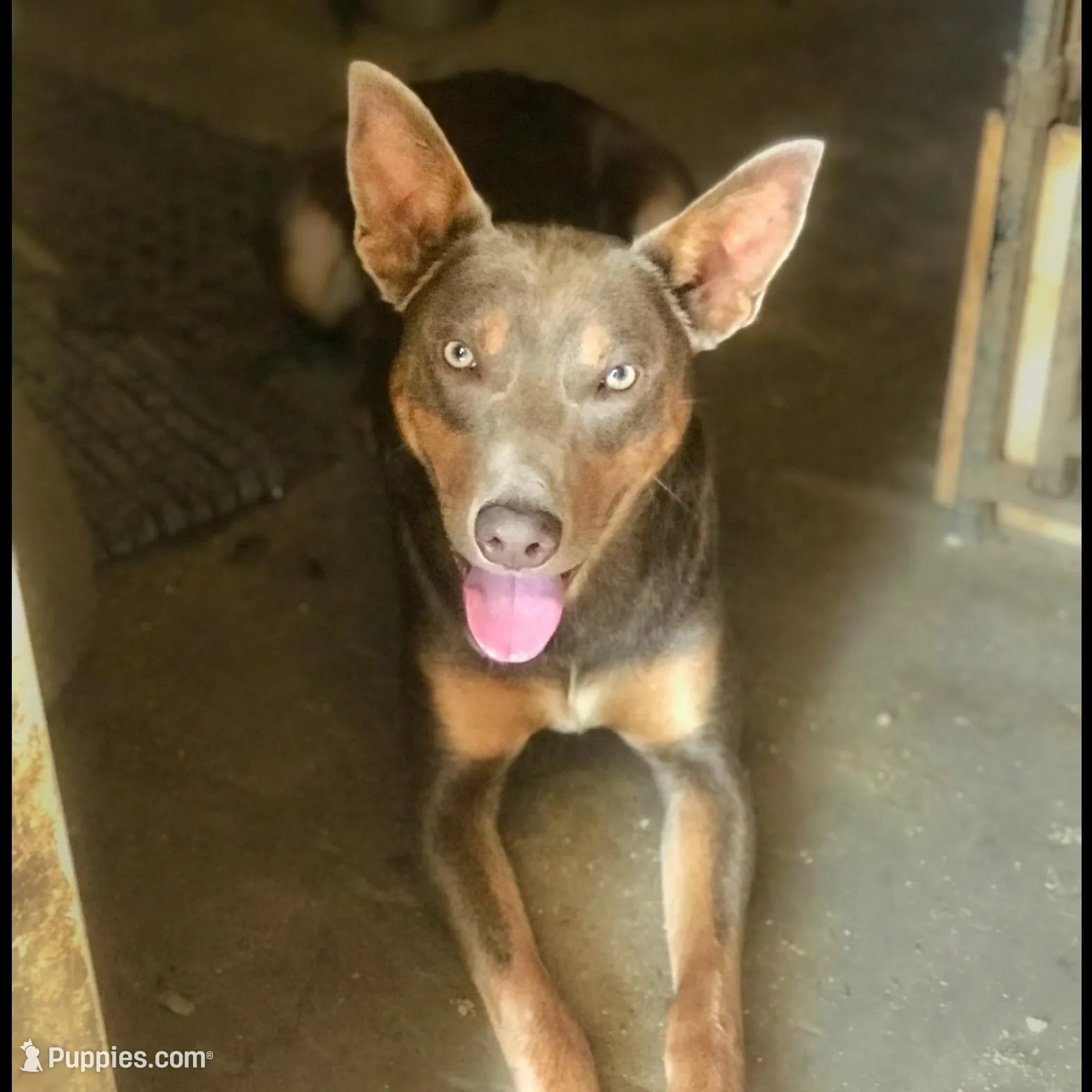 Fawn male , a male Australian Kelpie and McNab Shepherd for sale in Vancouver, WA – Photo 9 of 9