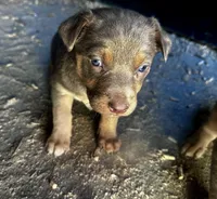 Fawn male , a male Australian Kelpie and McNab Shepherd for sale in Vancouver, WA – Photo 9 of 9