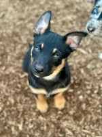 Female  black and tan, a female Australian Kelpie and Border Collie for sale in Vancouver, WA – 3 of 7