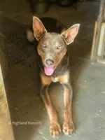 Female  black and tan, a female Australian Kelpie and Border Collie for sale in Vancouver, WA – 5 of 7